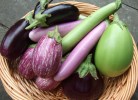 eggplant-harvest1